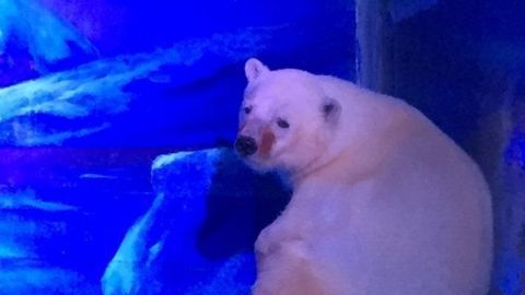 oso polar triste