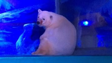 oso polar triste