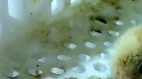 Un pollito recién nacido. Imagen tomada del video de PETA.