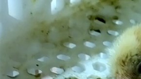 Un pollito recién nacido. Imagen tomada del video de PETA.