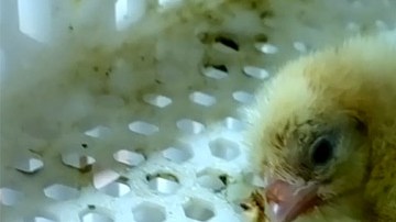 Un pollito recién nacido. Imagen tomada del video de PETA.