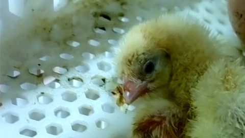 Un pollito recién nacido. Imagen tomada del video de PETA.