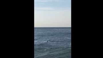 Seis tiburones fueron localizados cerca de la costa de la playa Monmouth, en Jersey Shore.