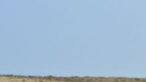 MEXICO-NATURE-TURTLES