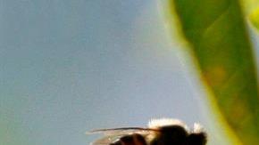 abejas