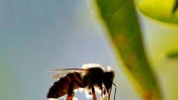 abejas