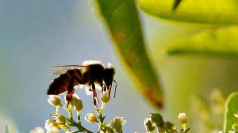 abejas