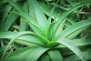 Las plantas ayudan a eliminar elementos contaminantes del aire