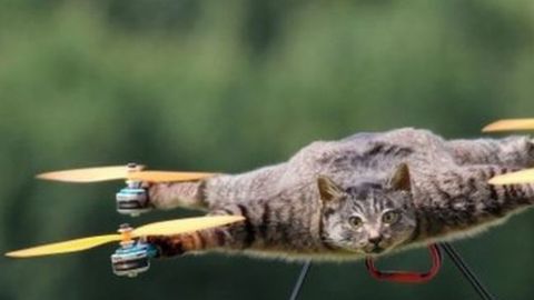 Jansen quiso hacerle un monumento a su gato mascota, Orville, que comparte su nombre con el pionero de la aviación Orville Wright.