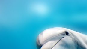 delfines