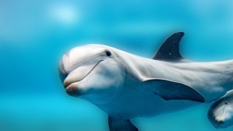 delfines