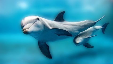 delfines
