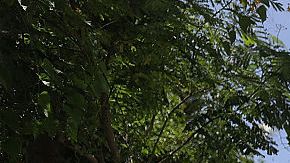 Miami lucha por contener la propagación del virus de zika.