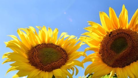 Cada mañana siguen el movimiento del Sol. Pero sólo mientras son jóvenes.