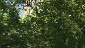 Manifestantes se reunieron en el parque al lado de la Alcaldía para exigir la destitución del comisionado de la NYPD, Bill Braton