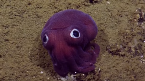 rossia pacifica