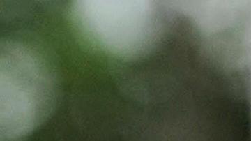 Shakira y Carlos Vives.