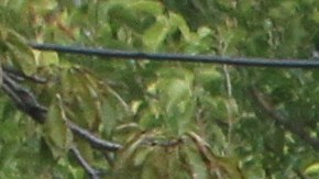 Explosión en una casa ubicada  en la esquina de la avenida  Tibbett y la  calle 234 Oeste  en El Bronx.