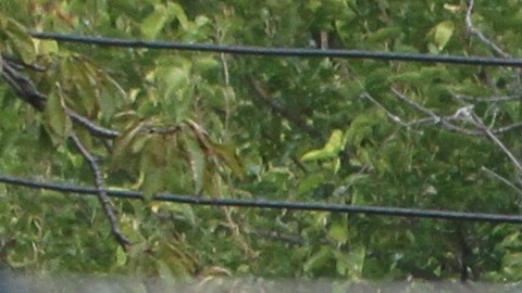 Explosión en una casa ubicada  en la esquina de la avenida  Tibbett y la  calle 234 Oeste  en El Bronx.