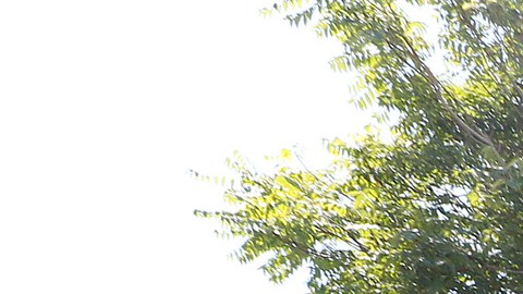 Los Angeles World Harvest Food Bank es una organización que reparte alimentos a los pobres.