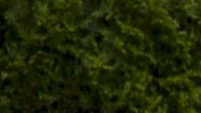 Cuatro Ford Fusion sin conductor circularán por  Pittsburgh.