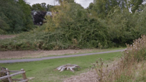 Una de las vacas captadas en un camino en Cambridge, apareció con la cabeza difuminada en  Google Street View.