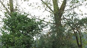 El Arsenal de la Premier League de Inglaterra se tomó la foto oficial.