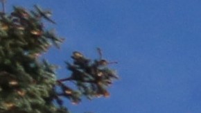 Nuestros Barrios - Halloween - Brooklyn / Manhattan. Foto Credito: Mariela Lombard / El Diario NY