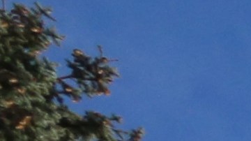 Nuestros Barrios - Halloween - Brooklyn / Manhattan. Foto Credito: Mariela Lombard / El Diario NY