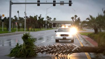 Una palmera derribada por los efectos del huracán Matthew permanece caída cortando el carril de una carretera en Fort Piece, Florida.