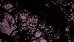 Efectos de Matthew en el vencindario St. Augustine, en Florida.