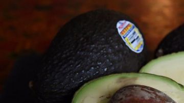 La siembra clandestina de aguacate destruye, en promedio, entre 600 y 1,000 hectáreas al año.