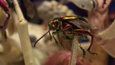 insecto