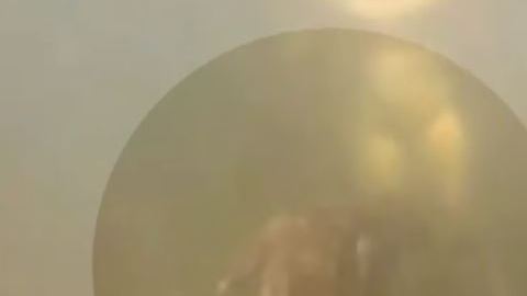 cocodrilo