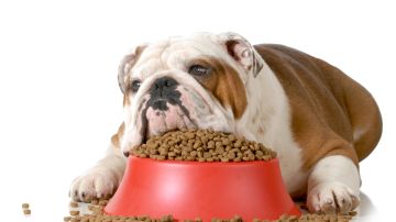 Al igual que en los humanos, el exceso de comida y el poco ejercicio son los dos pilares centrales de la obesidad en las mascotas.