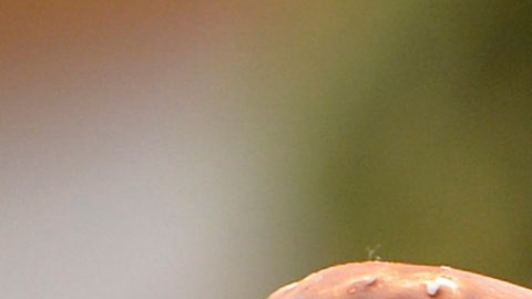 El pretzel es un aperitivo muy común en la Gran Manzana. Es popular entre vecinos, turistas y ahora, también entre las ratas.