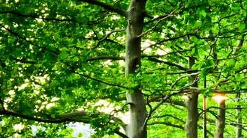 No se pierdan al conjunto Mariachi en Joe´s Pub, el sábado 15 de octubre.