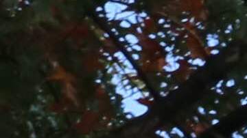 La Policía de Nueva York incrementó la seguridad en los parques tras intento de violación.