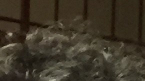 La comisionada del DOHMH, la doctora Mary Bassett. le coloca la vacuna del flu al pastor asociado Samuel Phillips, en el Concord Baptis Church of Christ en Brooklyn.