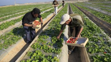 Palestinian farmers harvest strawberries