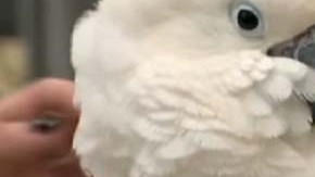 Las autoridades determinaron que el loro no era un testigo creíble.