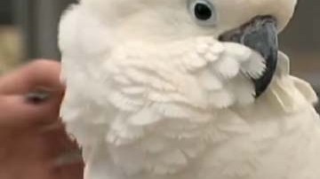 Las autoridades determinaron que el loro no era un testigo creíble.