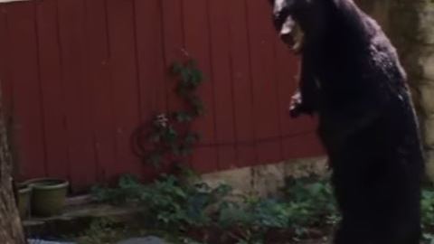 El Oso Pedals andaba sobre sus patitas traseras, como un humano.
