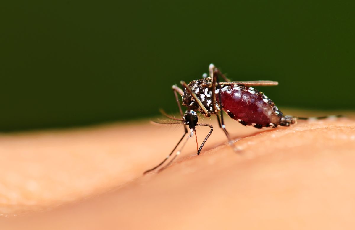 El virus del Nilo se transmite a través de las picaduras de mosquitos. 