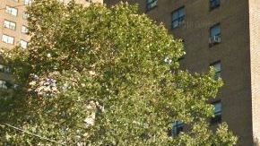 La tragedia sucedió en los apartamentos de Webster Houses, en El Bronx.