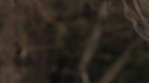 Según datos policiales, el número de delitos en los parques de NYC ha descendido.