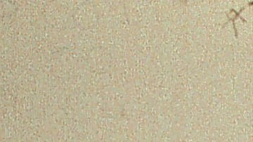 TYLER,TX - SEPTEMBER 11: Monolingual Hispanic students raise their hands to answer a question during a class taught in Spanish at Birdwell Elementary School September 11, 2003 in Tyler, Texas. The first grade students spend half their school day learning reading, writing, and arithmetic in Spanish and the other half learning them in English. Birdwell, a school of 600 students, 60 percent of them Hispanic with a significant portion of them Spanish speakers, requires a dual-language curriculum for it?s kindergarten and first graders. (Photo by Mario Villafuerte/Getty Images)