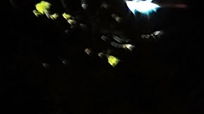 Miles de turistas y neoyorquinos se acercan cada año a esta zona de Brooklyn.