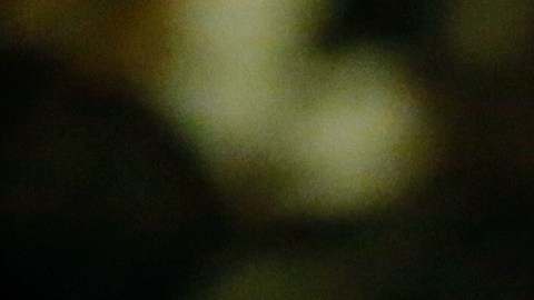 Brad Parscale, estratega digital de Trump en 2016, ahora es su jefe de campaña