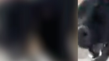 "Tú sabes lo que hiciste", le reprocha su amo.